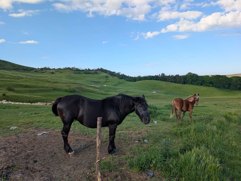 Vând iapă. Pretul este negociabil. Detalii la numarul de telefon: