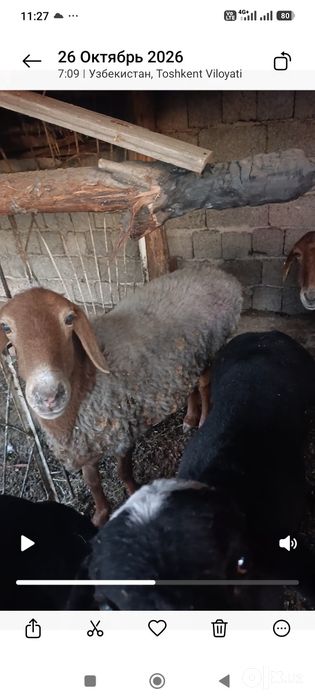 Ona qòy qochgani nomalum