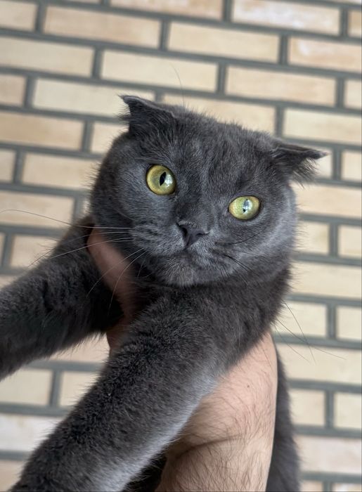 Скотиш фолд девочка