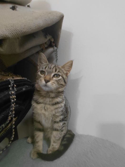 Подарявам котеее