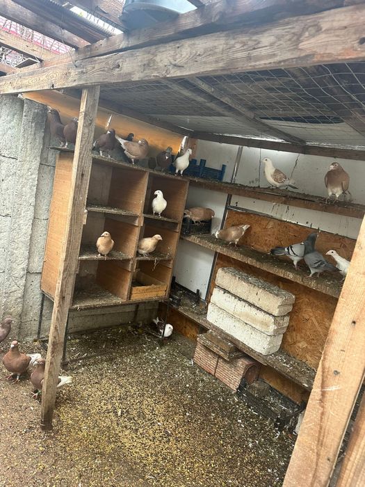 Porumbei de vanzare braila