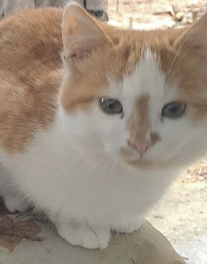 Подарявам котенце  .Много красиво