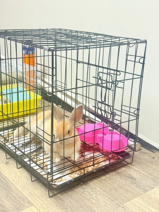 Продам кролика декаративного!