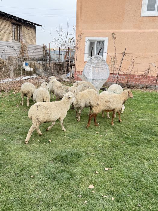 Бараны қой сатылады