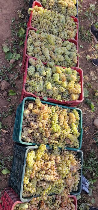 Vand strguri de vin producator cu acte