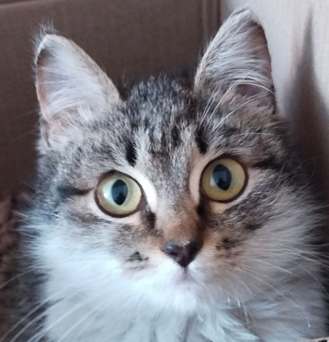 Котёнок в надёжные руки