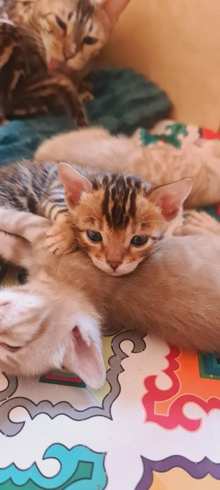 Минилеопард у вас дома! Бронирование.