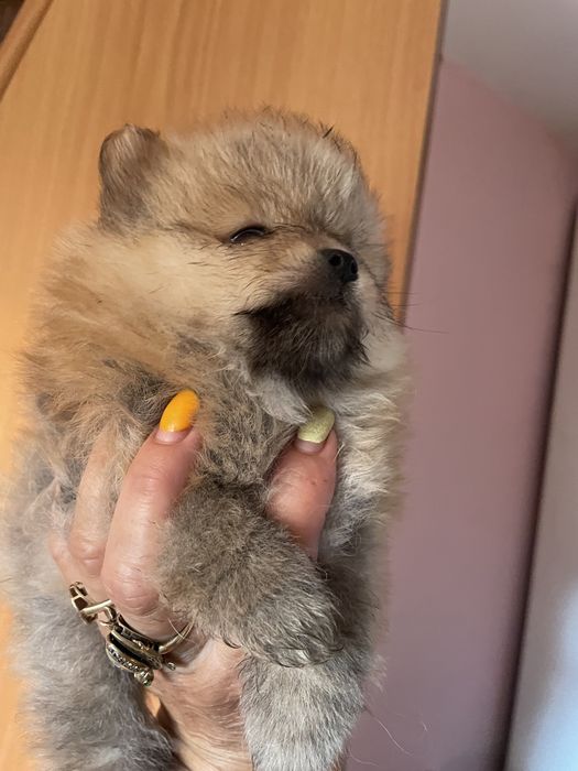 Щенки померанского шпица