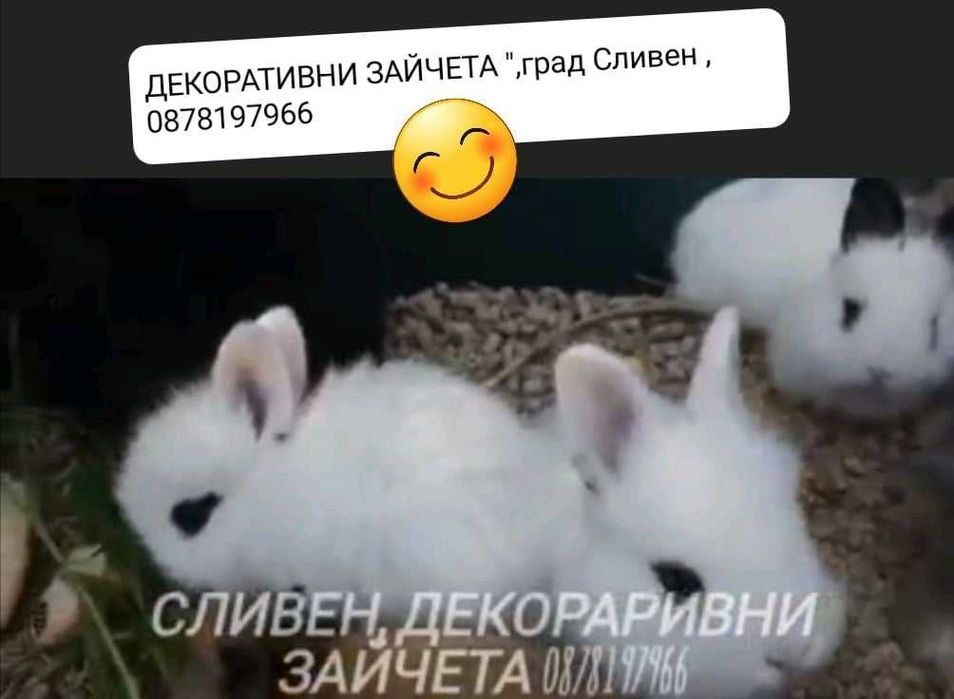Декоративни малки сладки зайчета