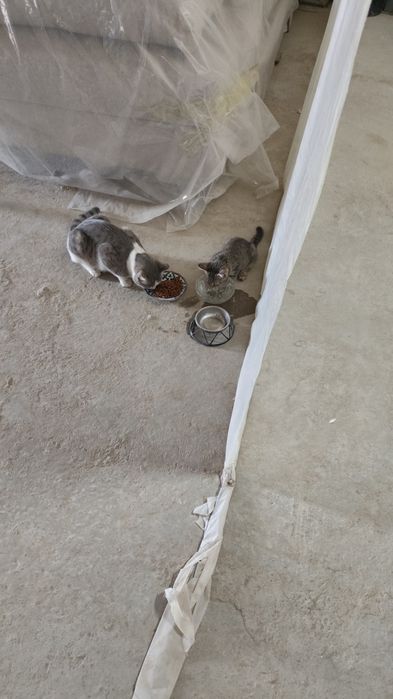 Отдам даром хорошие руки очен хороший домашний  юнусабад 12 квартал.