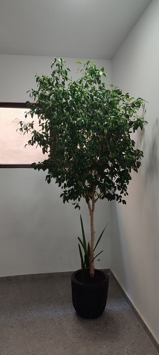 Ficus Benjamin aprox 2,5 m