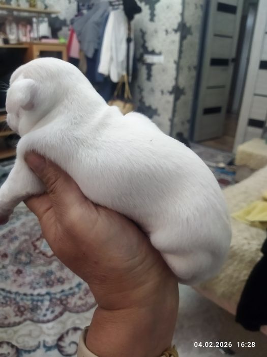 Готовяться к продаже щенки чихуахуа ( бронь)