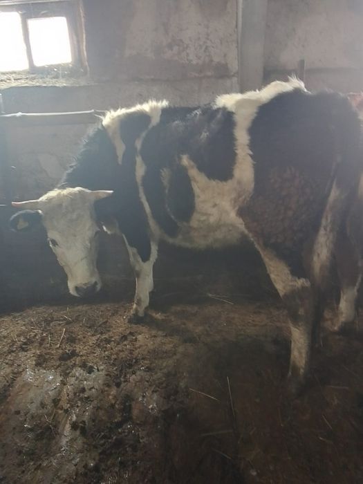 Продам жирных телок и бычок