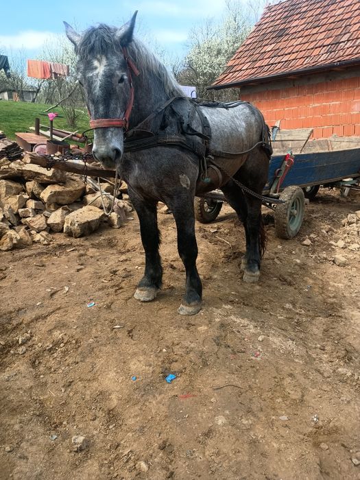Vând mânz percheron 3 ani