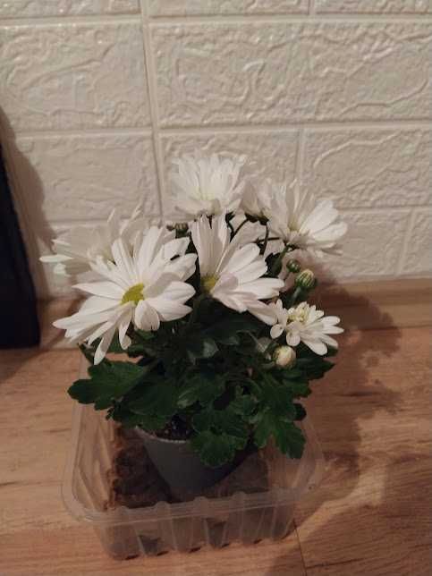 стайни растения + отстъпка