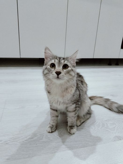 Отдадим кошечку в добрые руки!