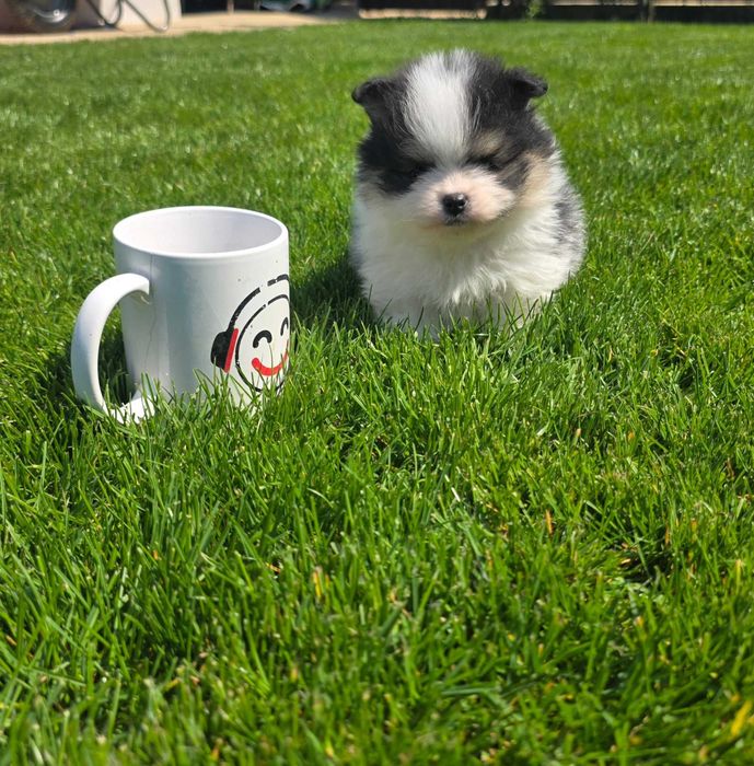 Oferta de pui Pomeranian