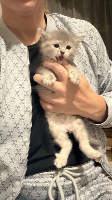 Котята к лотку приучены