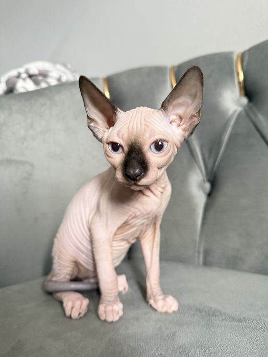 Fetita Sphynx Superba