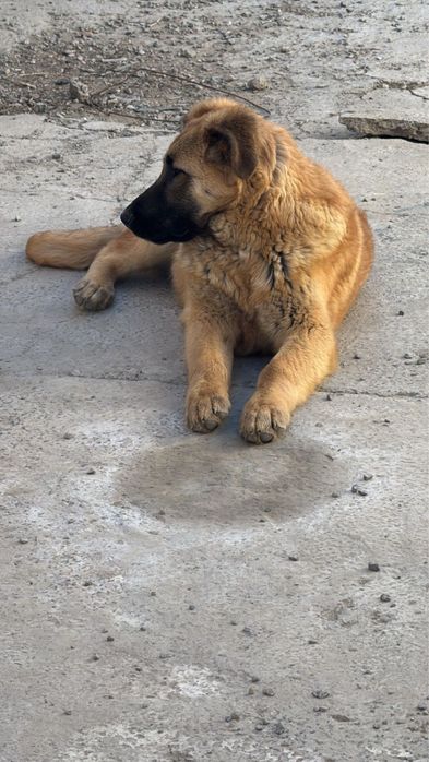 Девочка Отдам в добрые руки  6 месяцев