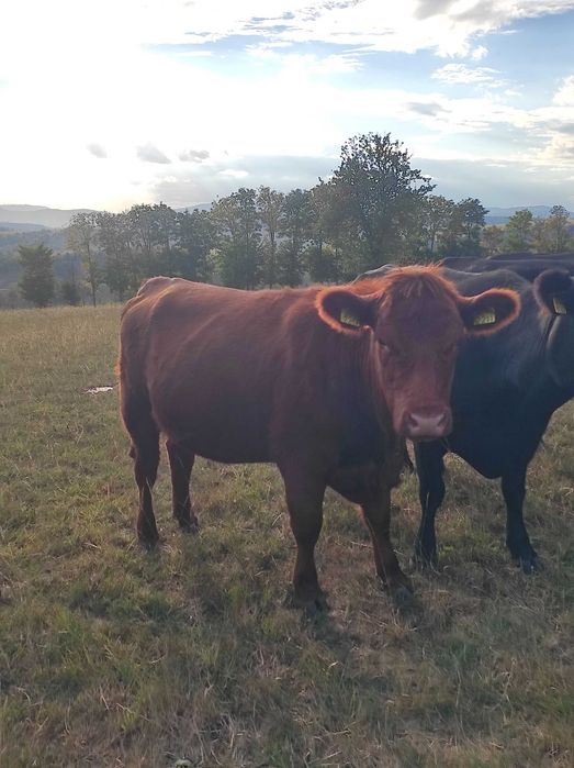 Se vând 8 juninci Angus cu certificat, foarte frumoase