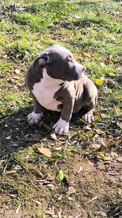 Американско Були Хл