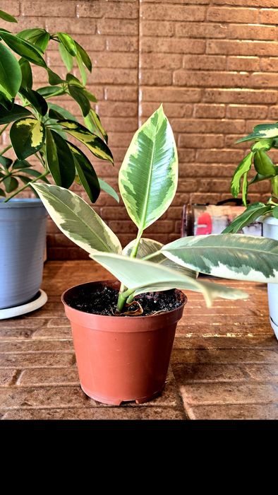 Продаю фикус  Эластика Тинеке