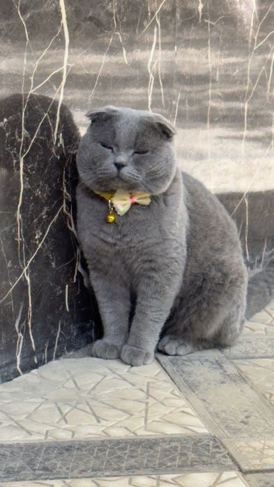 Ko'paytirish uchun Mushukcha zotdor toza zod