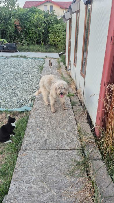 Donez cățelușă sterilizata pe nume Yuky!