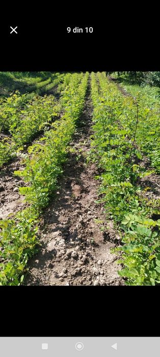 Vând puieți. Salcam pin molid brad stejar arin plop