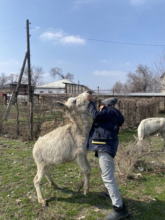 Қодық сатылады таразда тур ровныйда
