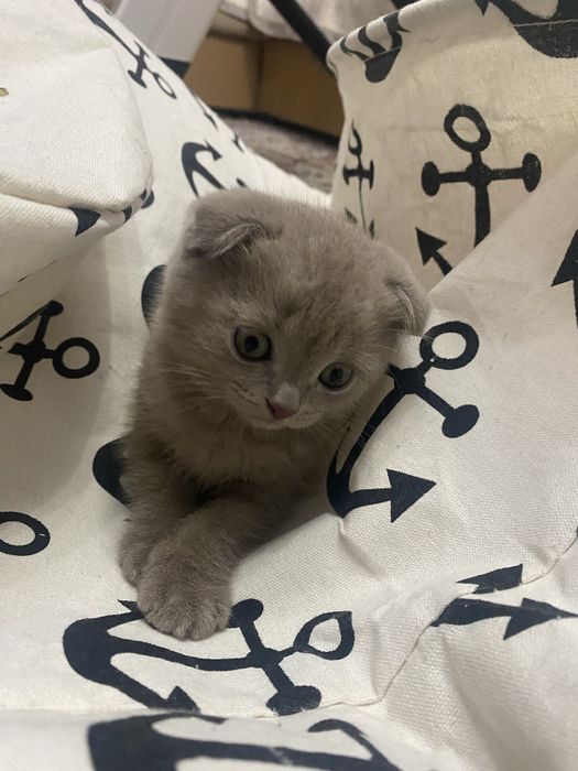 Шотландская вислоухая девочка 2 мес