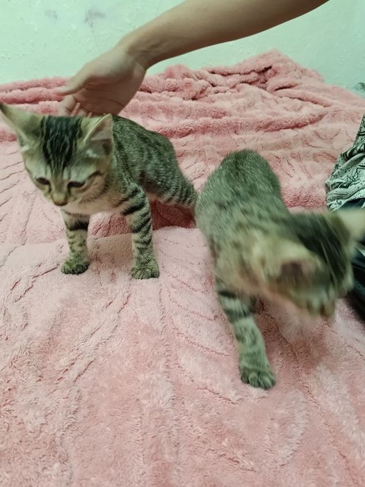 Котята котенок в добрые руки