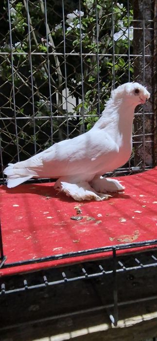 Белая голубкааааа