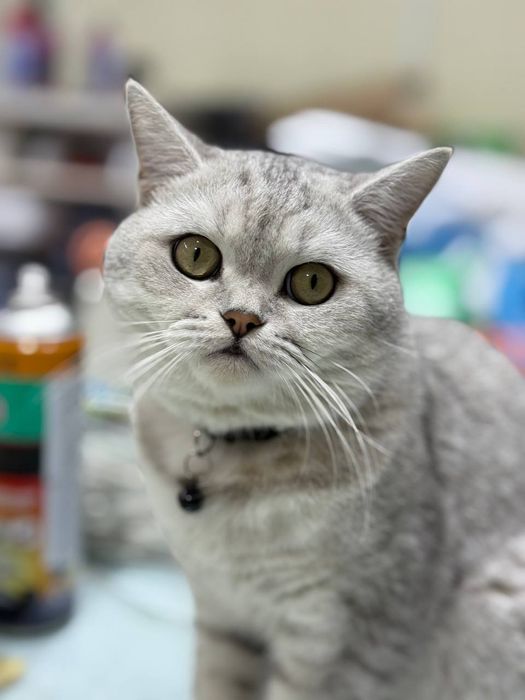 Mushuk  sotiladi serebrsti shinshila