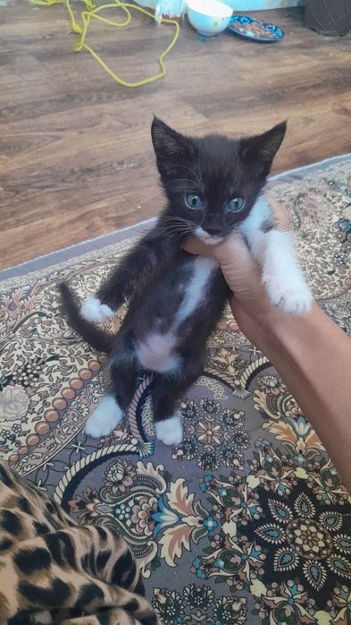 Домашние котенки