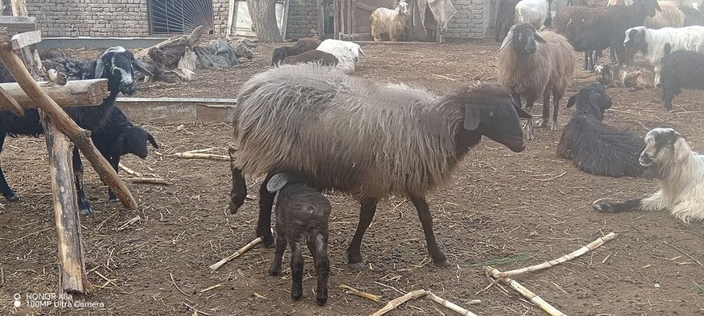 Койлар сатылады 4 млн, азгантай пайгазы бар, домашний