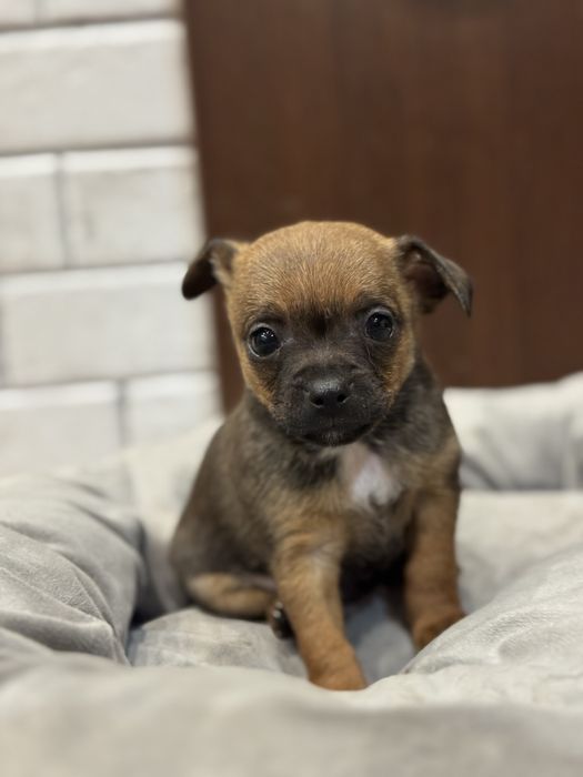 Чихупинчери.