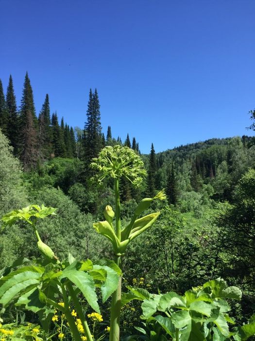 Мёд горно лесной.