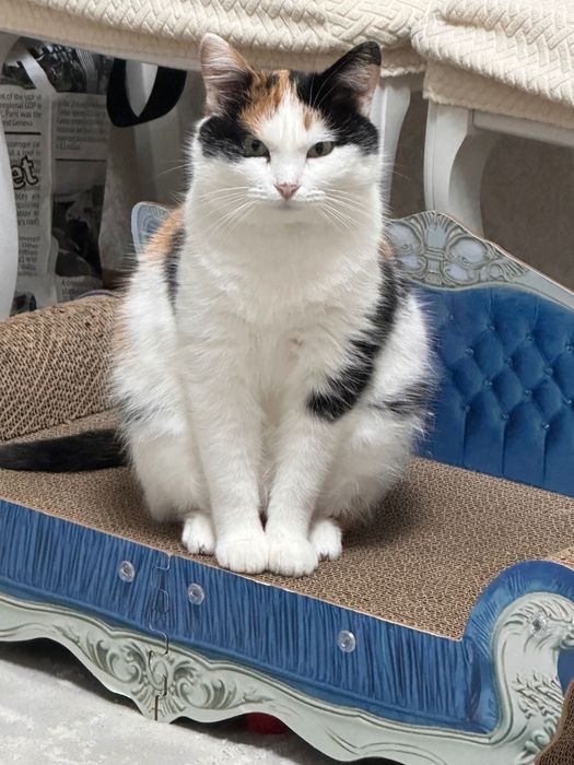 Отдадим кошку в хорошие руки