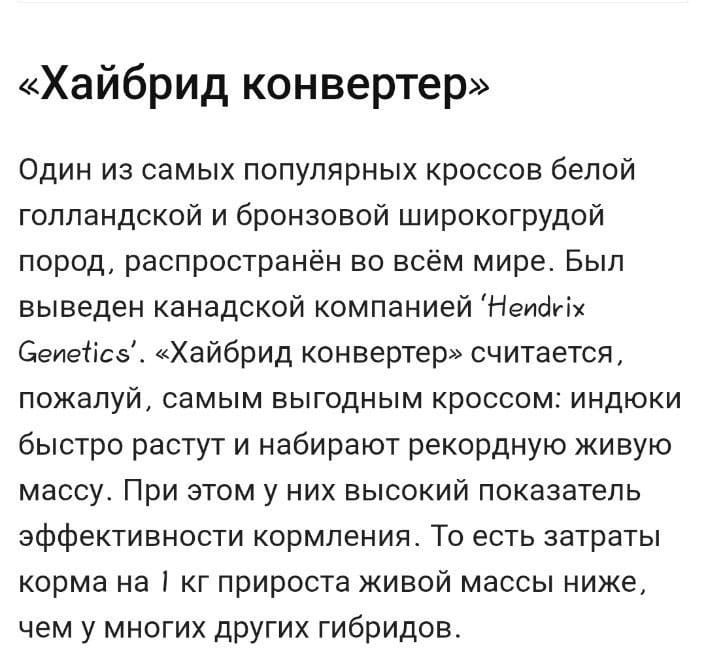 Инкубационные яйца броллернрной индейки.