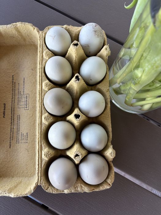 Oua verzi-albastrui de incubat