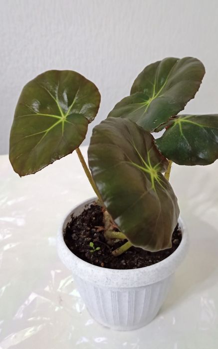 Комнатные цветый. Разные