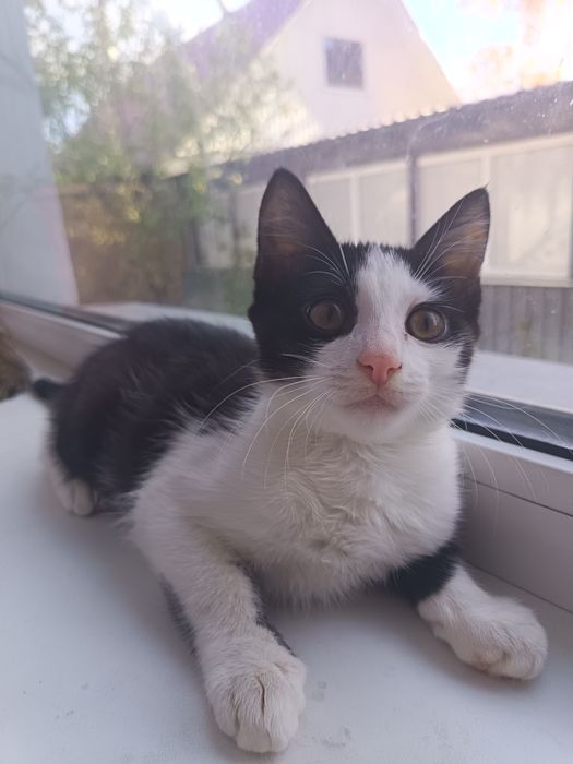 Котята красивенькие