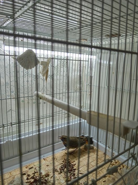 Птица ВАРАКУШКА, варакушка.