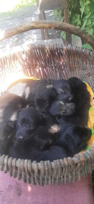 Продам щенков овчарки 1мес