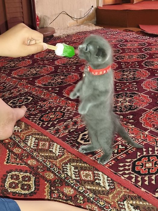 3oylik mushuk sotiladi