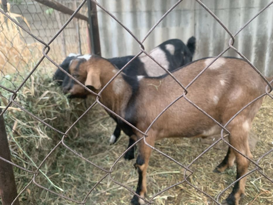 Англонубийский козел для племя