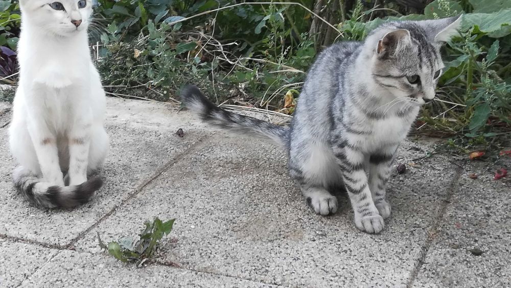 Котка тигър на 5 месеца