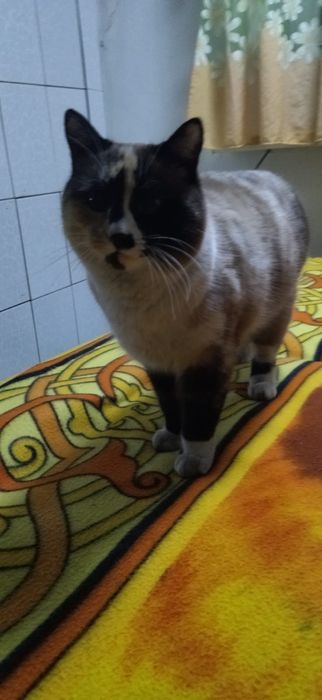 Кошечка в добрые руки